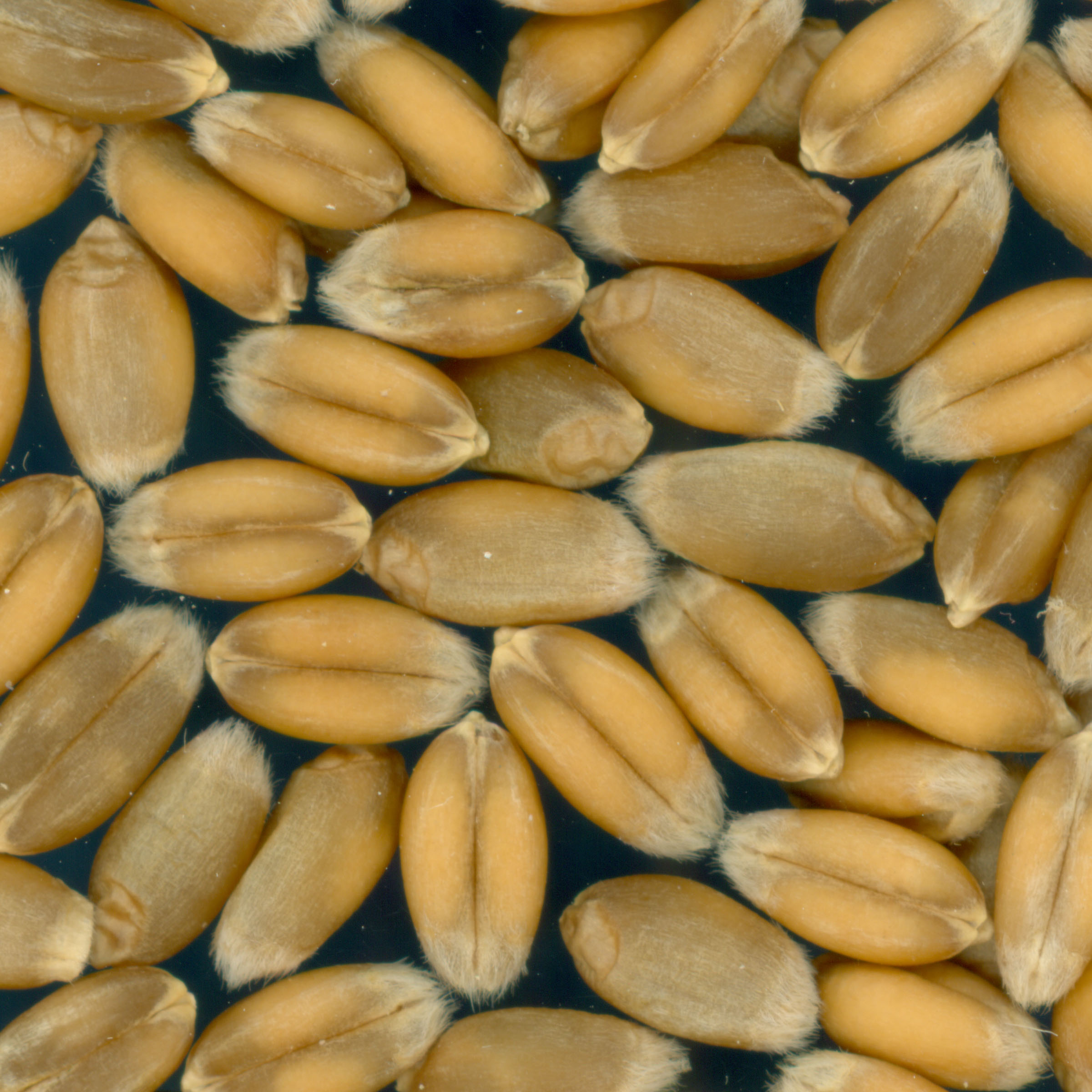 KERNELS